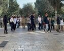 تعرض دوباره شهرک‌نشینان به حریم مسجدالاقصی