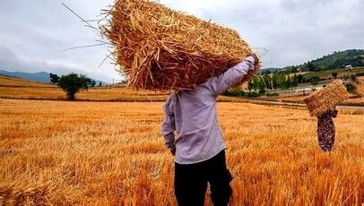 جزئیات مرحله جدید پرداخت مطالبات گندم‌کاران