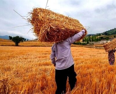 جزئیات مرحله جدید پرداخت مطالبات گندم‌کاران