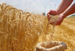 پایان انتظار طولانی برای غرامت کشاورزان؟ پرداخت خسارت به یک هفته رسید