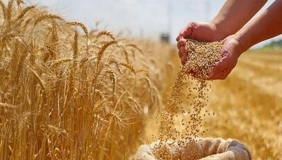 پایان انتظار طولانی برای غرامت کشاورزان؟ پرداخت خسارت به یک هفته رسید