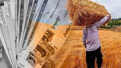 قیمت خرید تضمینی گندم چه زمانی اعلام می‌شود؟ آخرین جزئیات از تصمیم دولت