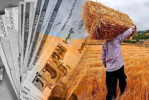 قیمت خرید تضمینی گندم چه زمانی اعلام می‌شود؟ آخرین جزئیات از تصمیم دولت