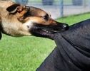حمله سگ به کودک ۸ ساله در سنندج؛ آغاز فوری اقدامات درمانی و پیشگیری از هاری