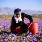چالش کمبود نیروی کار فصلی در مزارع زعفران؛ فقدان نهادهای واسط