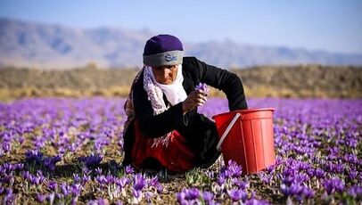 چالش کمبود نیروی کار فصلی در مزارع زعفران؛ فقدان نهادهای واسط