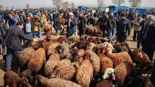 قیمت دام زنده امروز ۸ مرداد ۱۴۰۵ + جدول