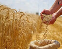 تردید گندمکاران برای کشت سال جدید؛ تکلیف قیمت خرید تضمینی سه‌شنبه مشخص می‌شود