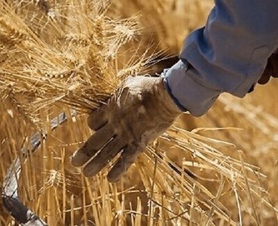 آخرین خبر از پرداخت مطالبات گندم‌کاران امروز سه شنبه 13 مرداد