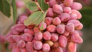 بازگشت پسته به بورس کالا در سایه افت تولید و تردید باغداران