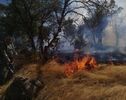 آتش‌سوزی دو هکتار از درختان کاج باغ پرندگان آستارا مهار شد